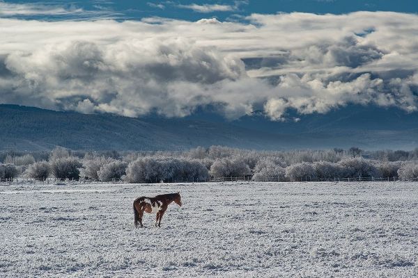 Horse grazing in winter with Bighole Mountains in the distance-Teton Valley-Idaho